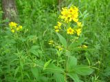 Lysimachia vulgaris