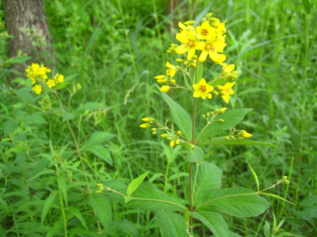 Изображение особи Lysimachia vulgaris.