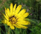 Tragopogon pratensis. Соцветие с трипсами и сидящей златоглазкой. Архангельская обл., Вельский р-н, окр. пос. Усть-Шоноша, луг. 28.06.2011.