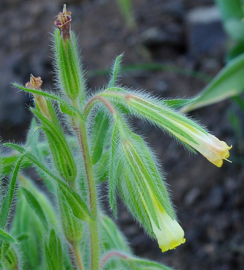 Image of Onosma dichroantha specimen.