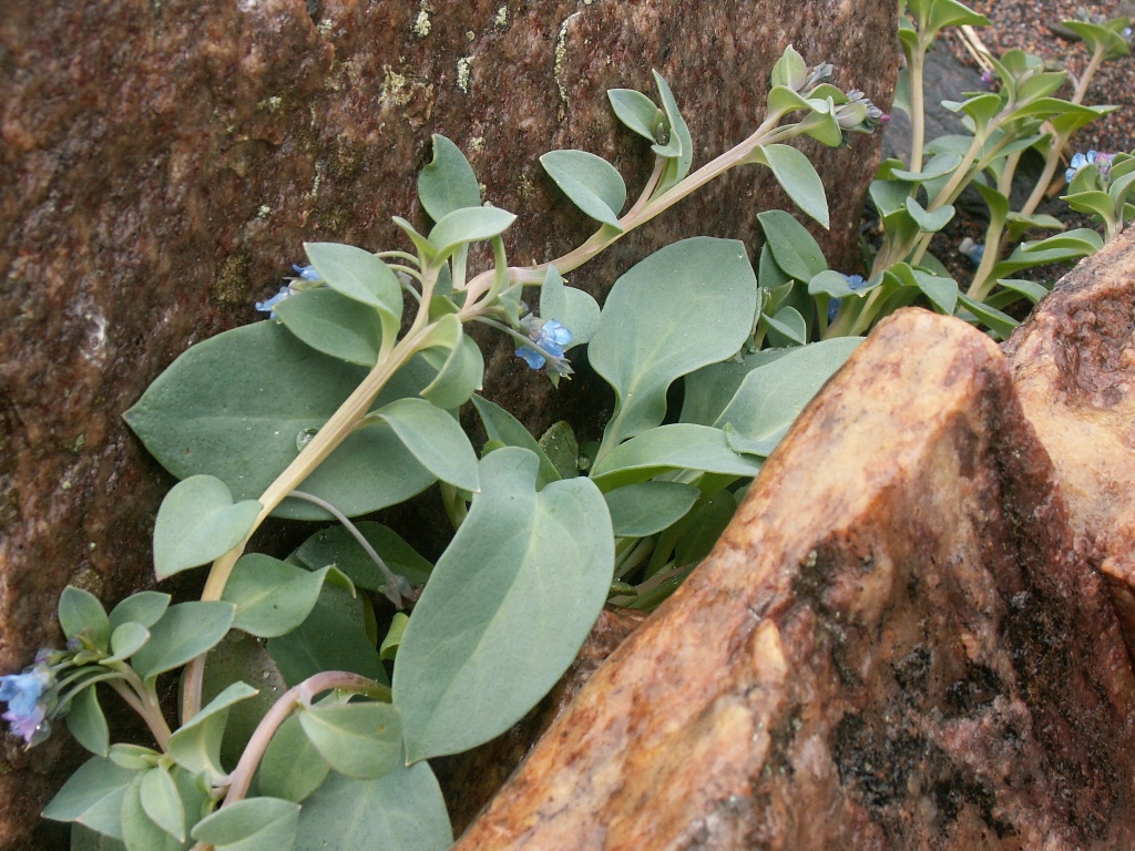 Image of Mertensia maritima specimen.