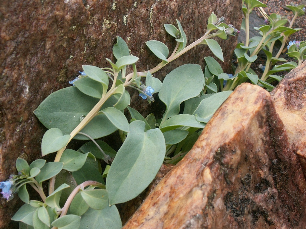 Изображение особи Mertensia maritima.