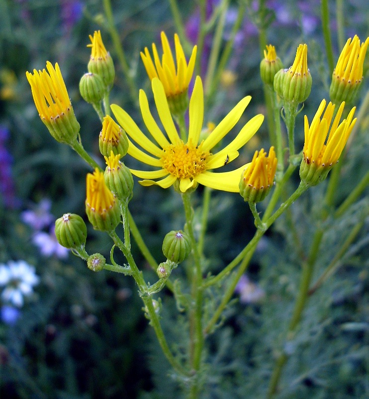 Изображение особи Senecio jacobaea.