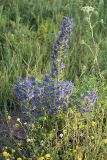 Echium vulgare. Цветущее растение. Владимирская обл., лесничество \"Красный маяк\", луг. 03.07.2007.