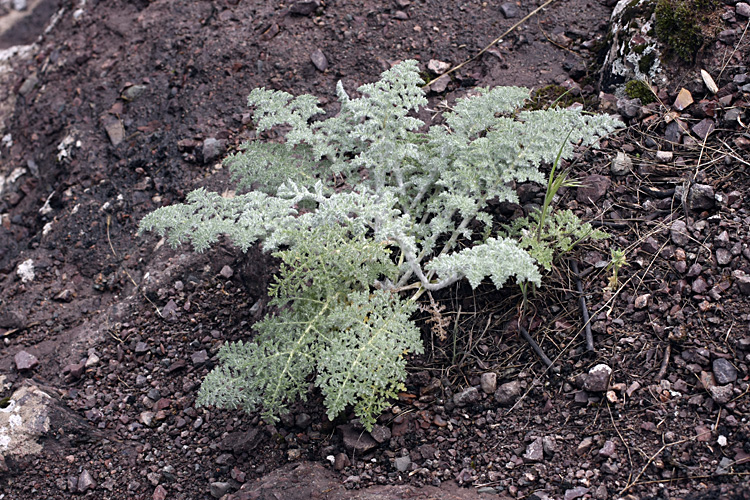 Изображение особи семейство Apiaceae.