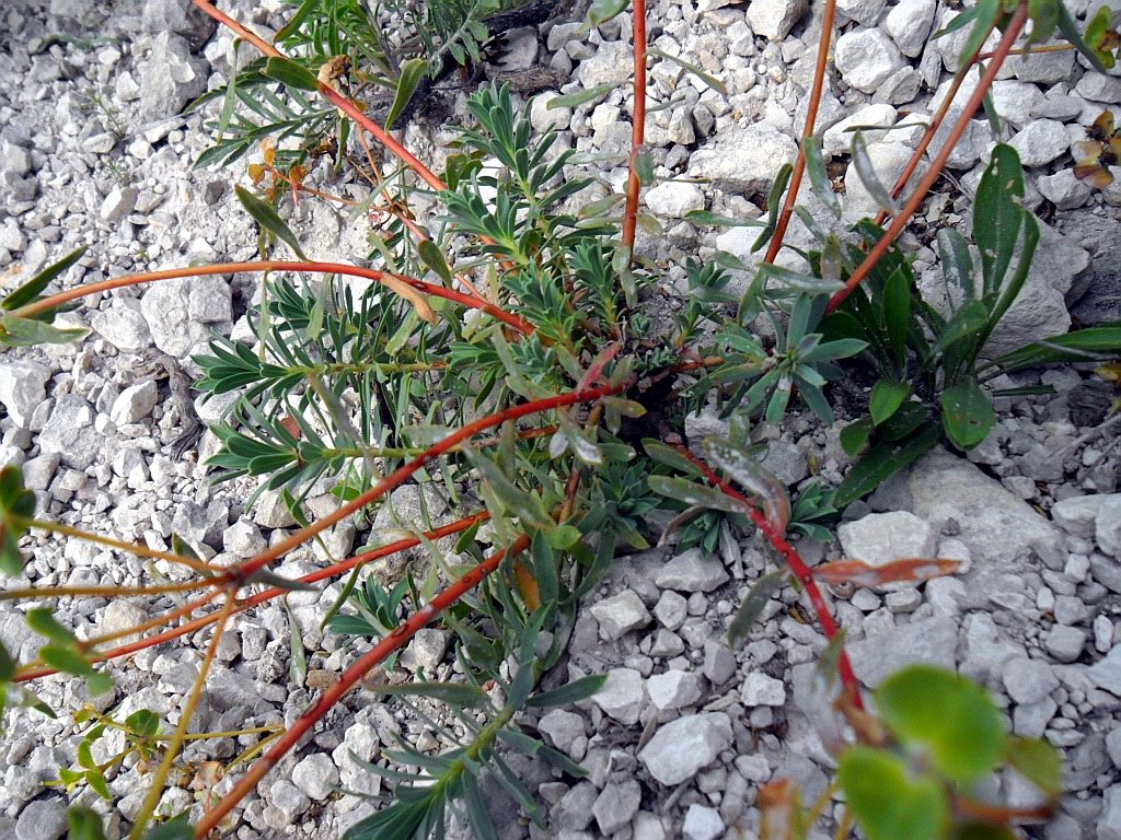 Image of Euphorbia petrophila specimen.