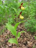 Cypripedium calceolus