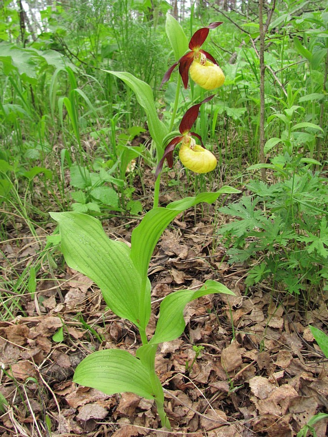 Image of Cypripedium calceolus specimen.