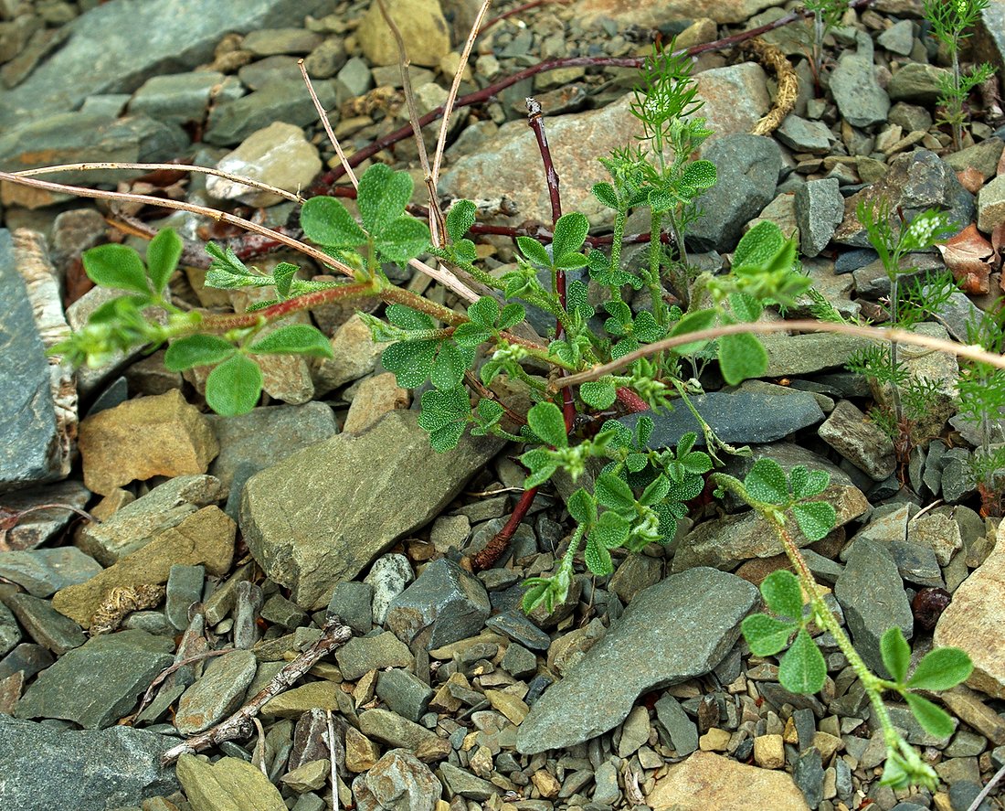 Изображение особи Meristotropis triphylla.