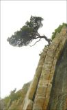 Pinus pityusa. Дерево на скалистом обрыве. Черноморское побережье Кавказа, Новороссийск, близ мыса Шесхарис. 20 августа 2008 г.
