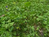 Aristolochia steupii