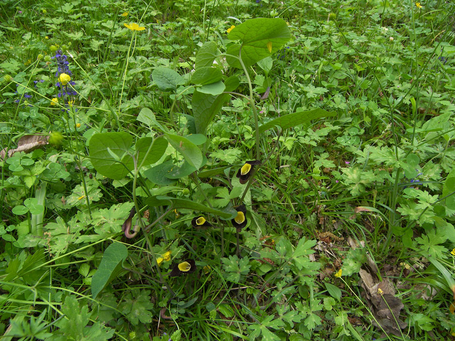 Изображение особи Aristolochia steupii.