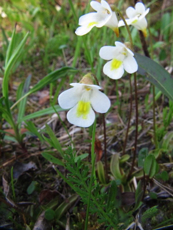 Изображение особи Pinguicula alpina.