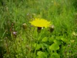 Sonchus подвид uliginosus