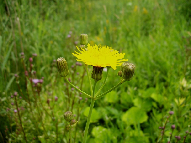 Image of Sonchus arvensis ssp. uliginosus specimen.