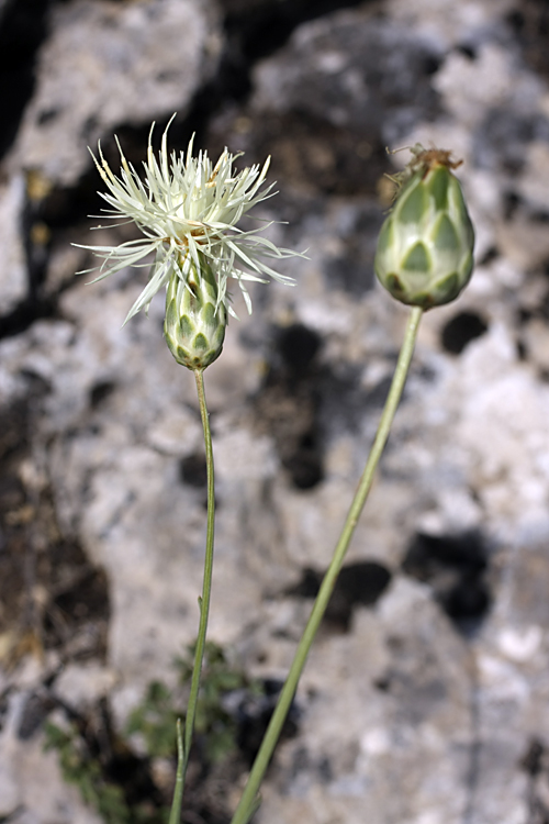Image of Rhaponticoides kultiassovii specimen.