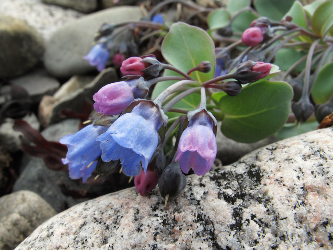 Image of Mertensia maritima specimen.