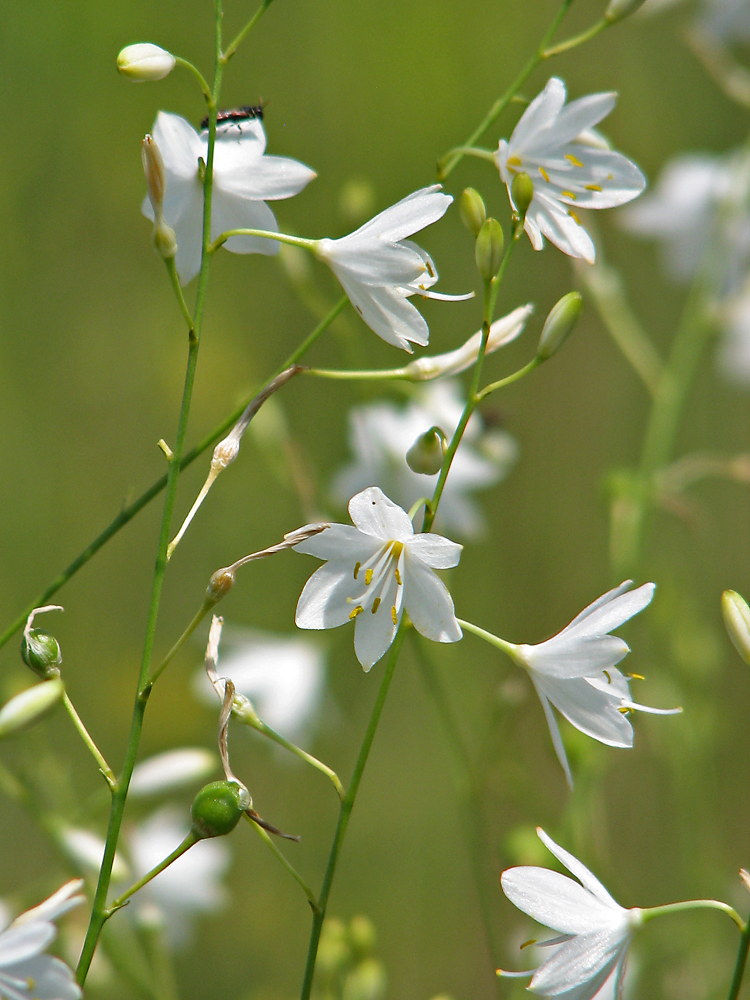 Image of Anthericum ramosum specimen.