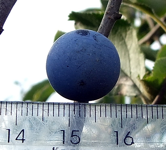 Image of Prunus stepposa specimen.