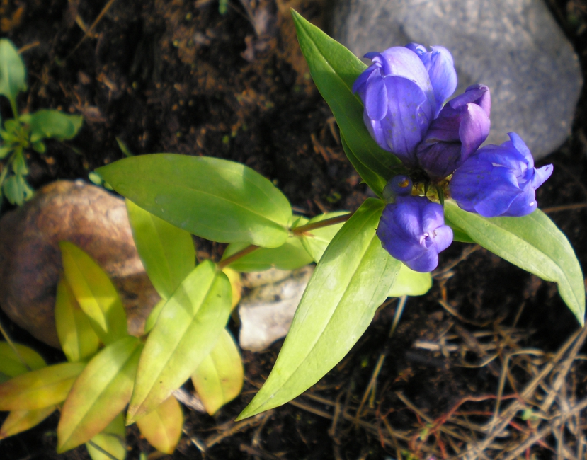 Изображение особи Gentiana scabra.