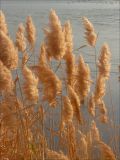 Phragmites australis. Сухие растения с соплодиями. Черноморское побережье Кавказа, Новороссийск, берег Суджукской лагуны. 28 ноября 2010 г.