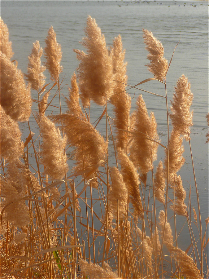 Изображение особи Phragmites australis.