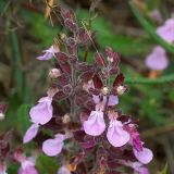 Teucrium chamaedrys. Соцветия. Южный берег Крыма, берег ручья в лесу возле Понизовки. 1 июля 2011 г.