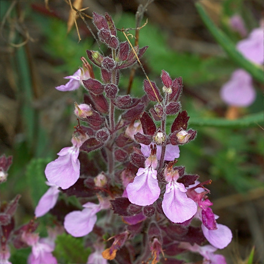 Изображение особи Teucrium chamaedrys.