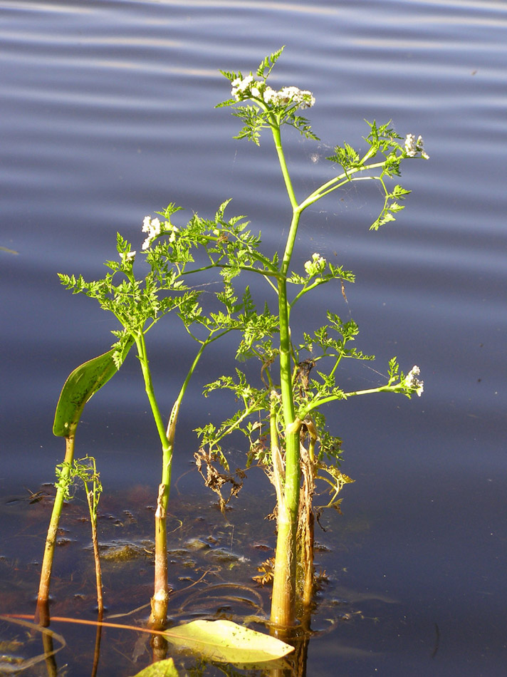 Image of Oenanthe aquatica specimen.