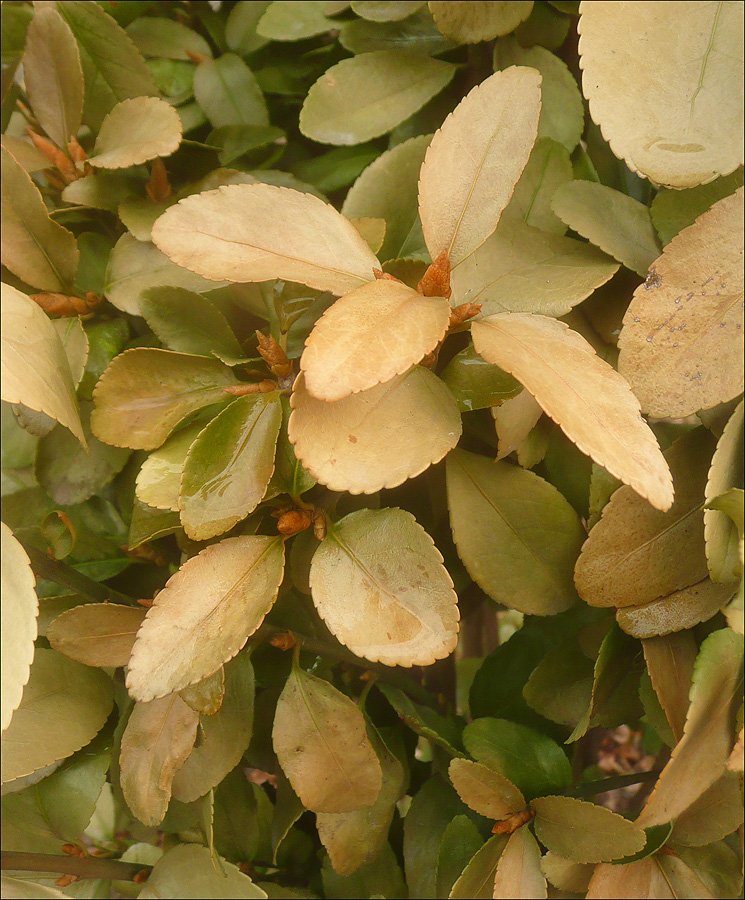 Изображение особи Euonymus japonicus.