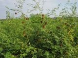 Glycyrrhiza echinata. Заросли плодоносящих растений. Саратовская обл., Энгельсский р-н, берег Волгоградского вдхр. 4 сентября 2011 г.