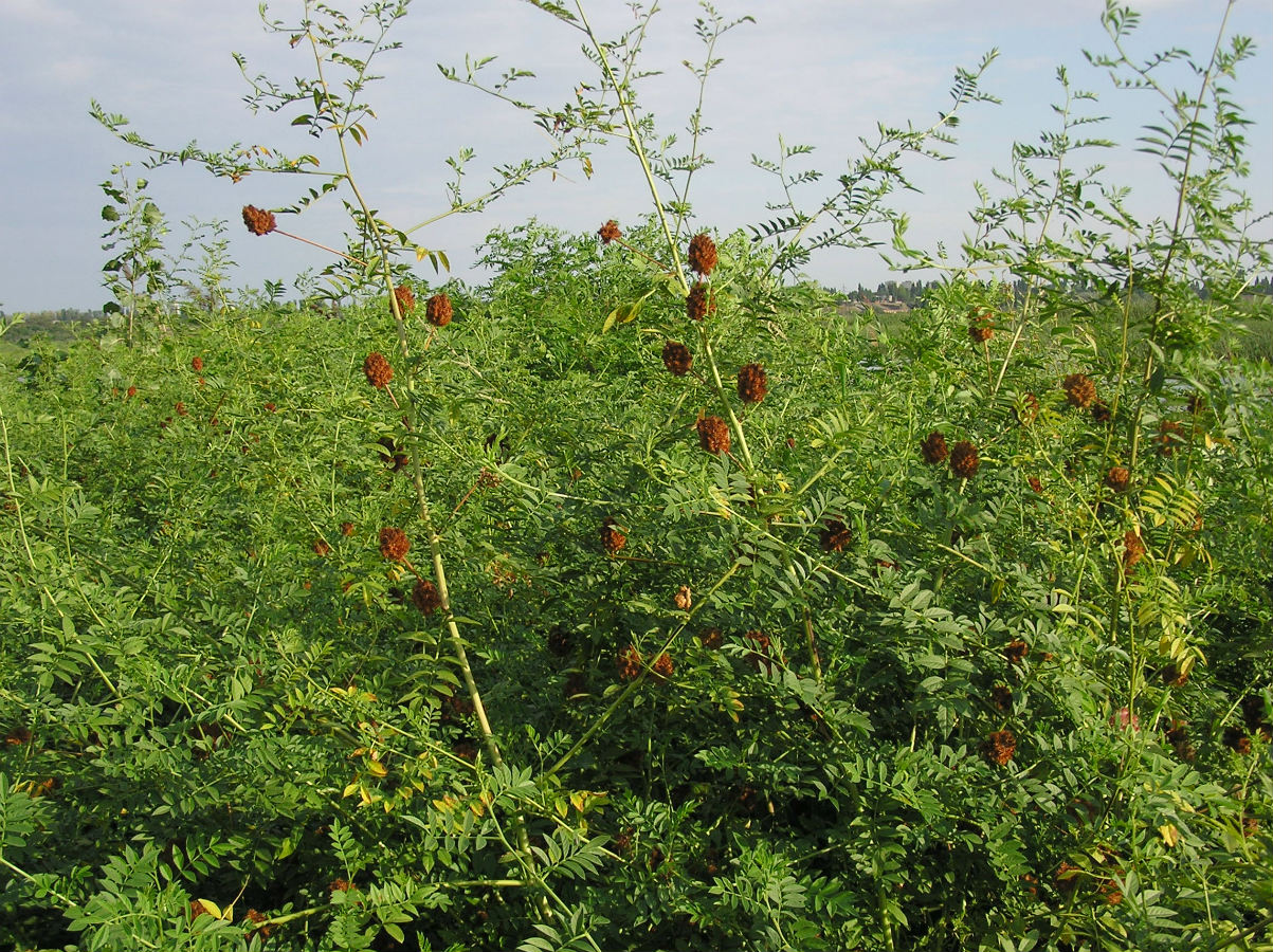 Изображение особи Glycyrrhiza echinata.