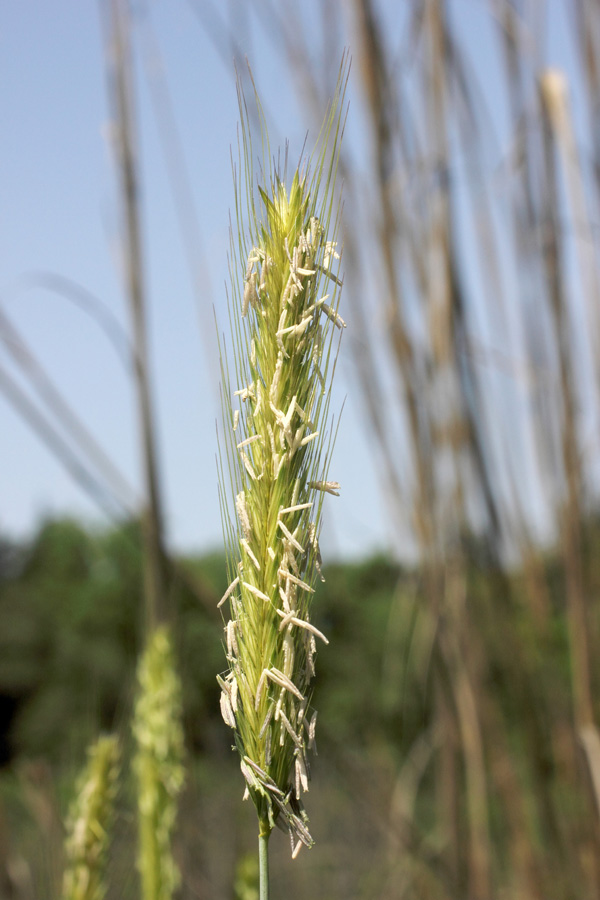 Изображение особи Hordeum bulbosum.