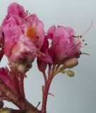 Aesculus × carnea