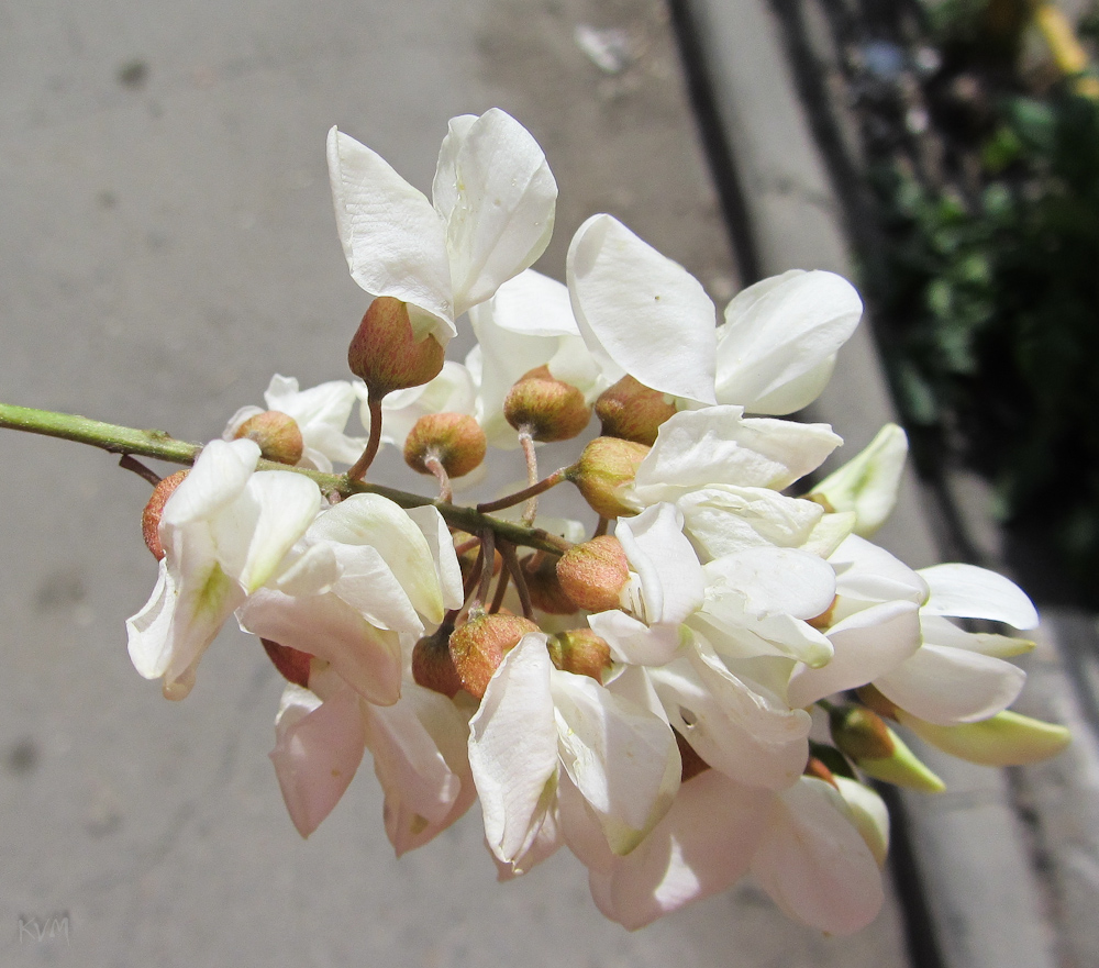 Image of Robinia pseudoacacia specimen.