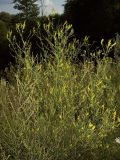 Melilotus officinalis