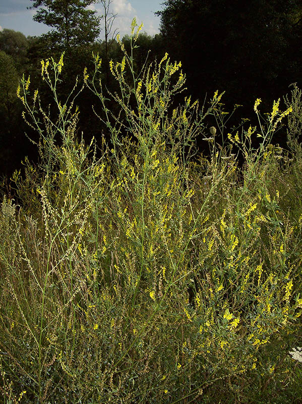Image of Melilotus officinalis specimen.