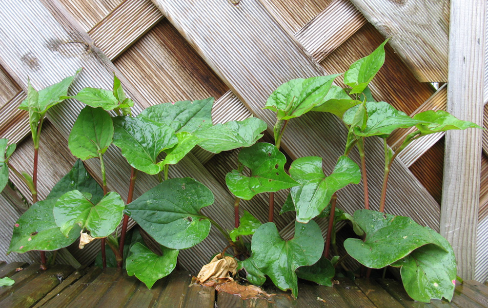 Image of Houttuynia cordata specimen.