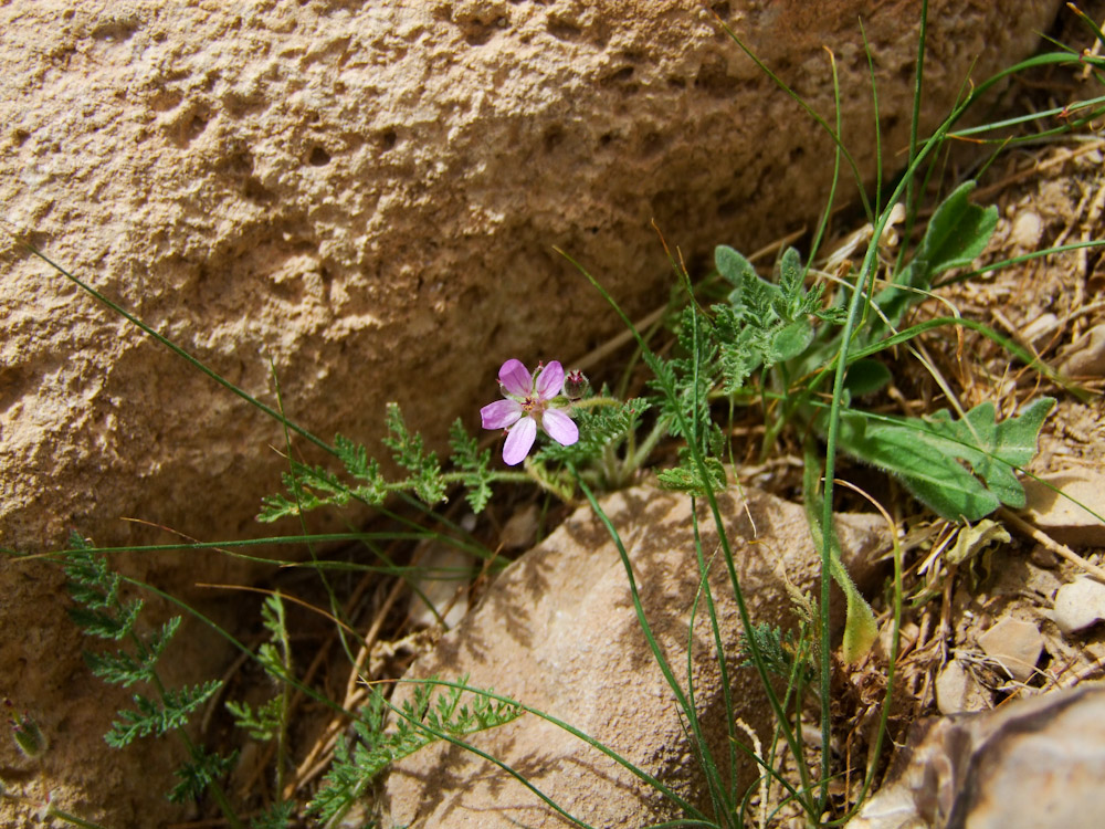 Изображение особи Erodium stellatum.