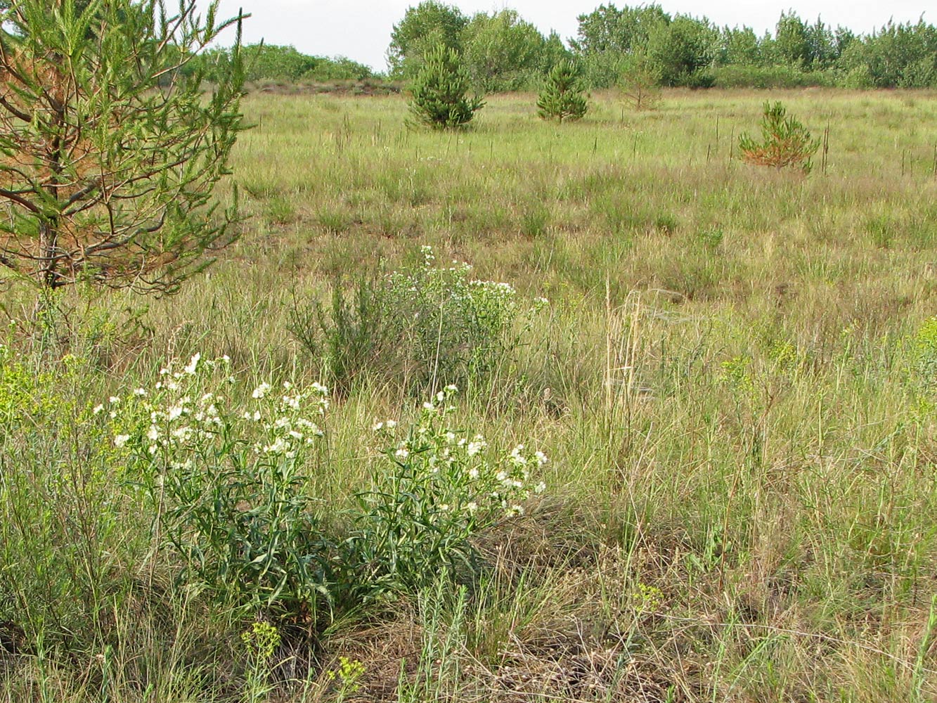 Image of Anchusa popovii specimen.