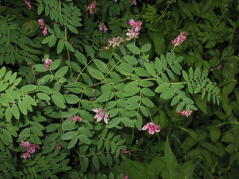 Image of Lathyrus niger specimen.