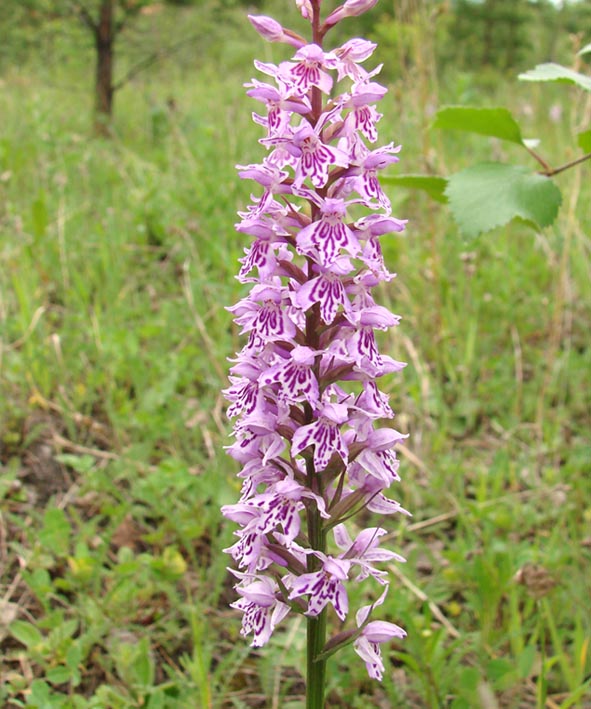 Image of Dactylorhiza fuchsii specimen.