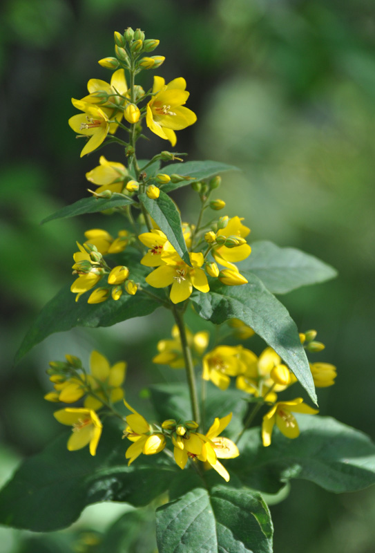 Изображение особи Lysimachia vulgaris.