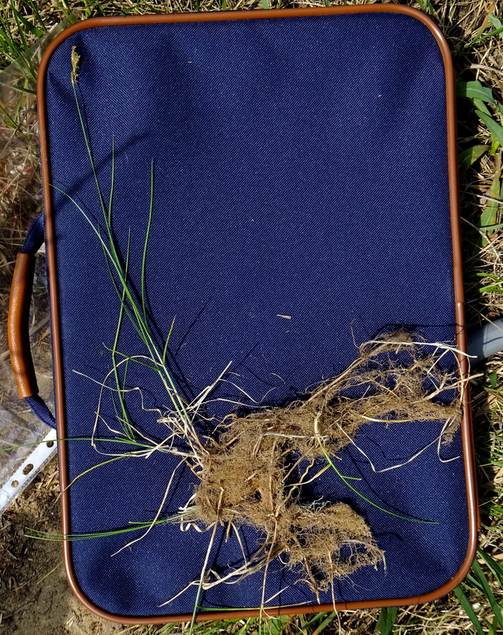 Image of Carex diplasiocarpa specimen.