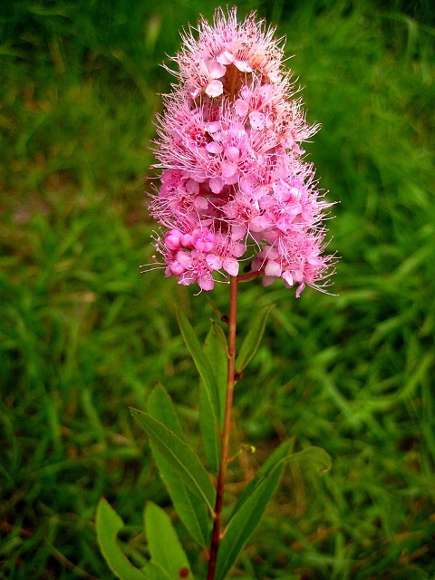 Image of Spiraea salicifolia specimen.