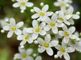 Saxifraga cotyledon