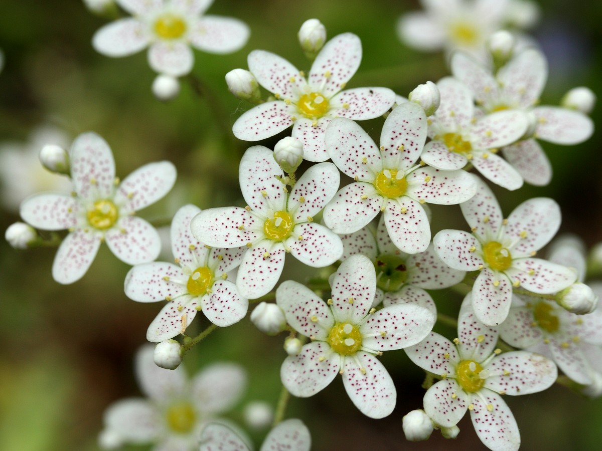 Изображение особи Saxifraga cotyledon.