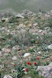 Tulipa greigii. Цветущие растения. Южный Казахстан, горы Каракус; высота 950 м н.у.м. 20.04.2012.