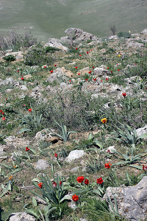 Изображение особи Tulipa greigii.