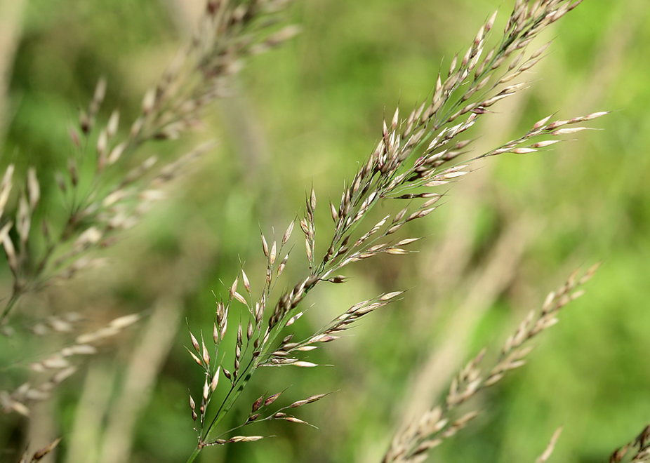 Изображение особи Calamagrostis arundinacea.